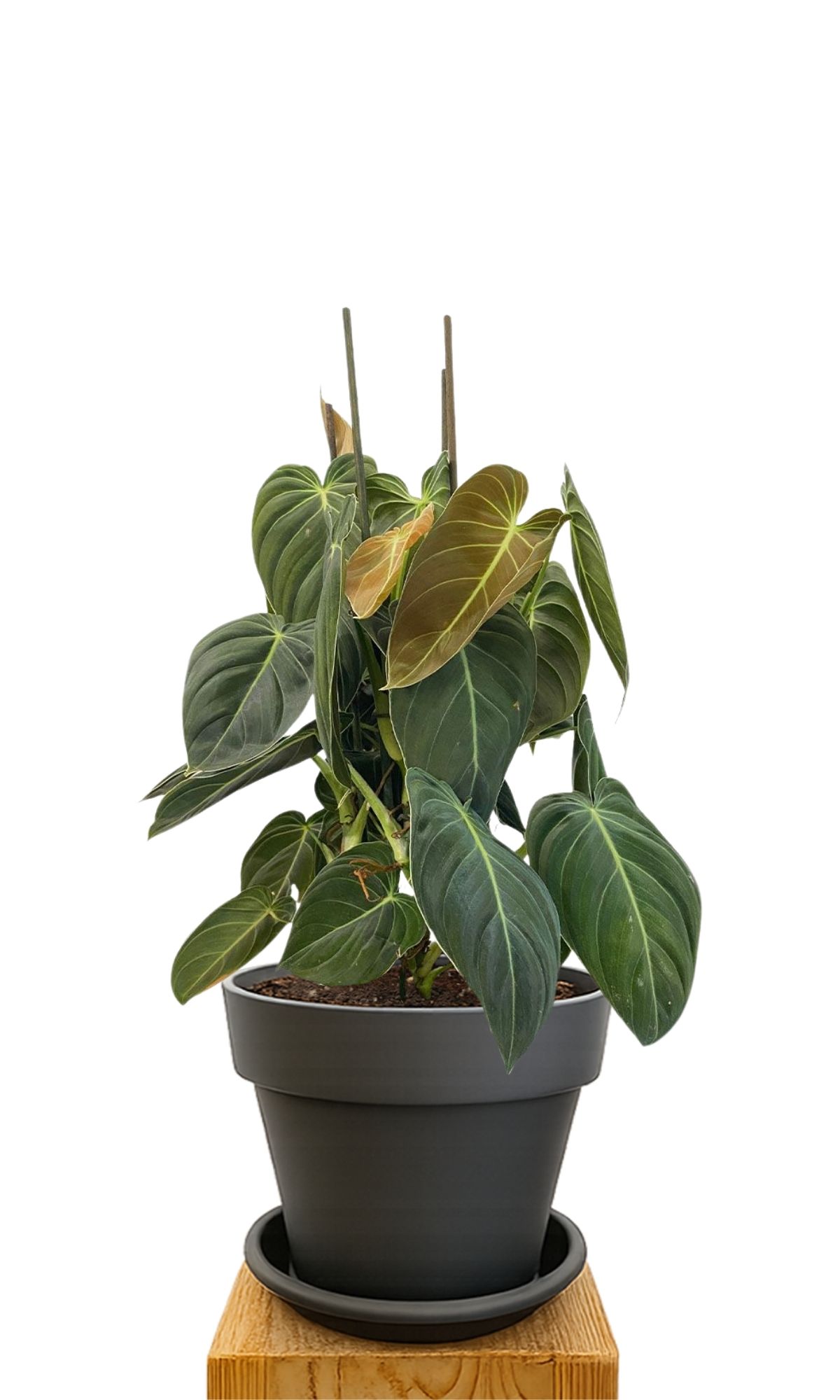 Plant kit 30 Anthracite